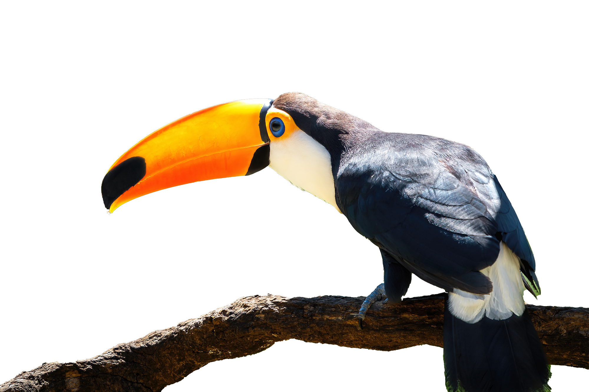 tucan1